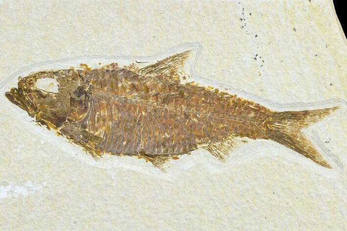 Detailed Fossil Fish (Knightia) - Wyoming #113572